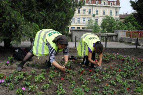 Lucrări verzi în Oradea